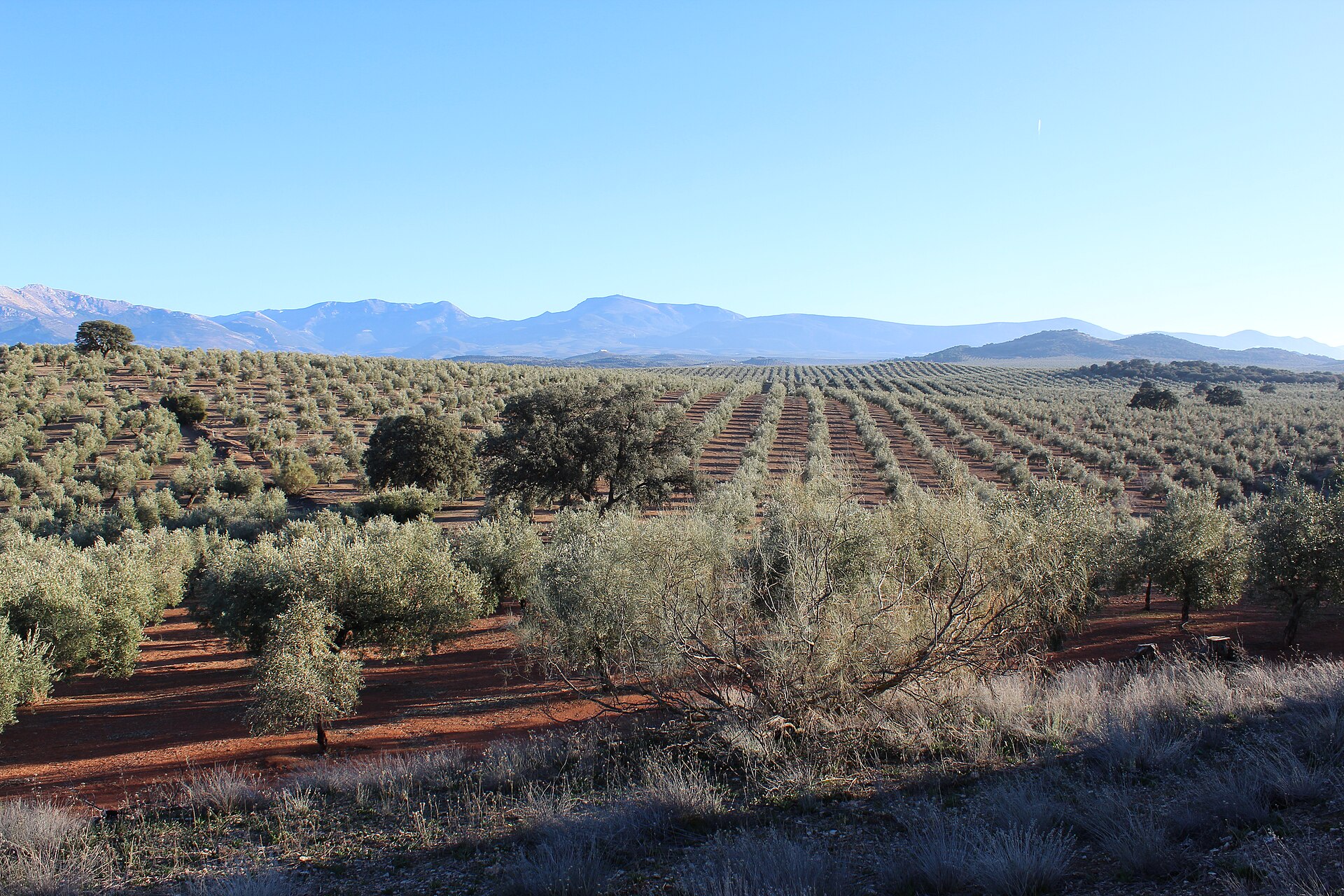 Vista de Sierra Mágina y de la Sierra Sur de Jaén, desde la campiña de oriental giennense.